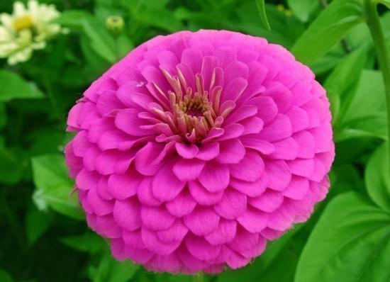 金盏菊施肥的方法