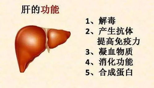 肝肾同源，蛋鸡保肝护肾