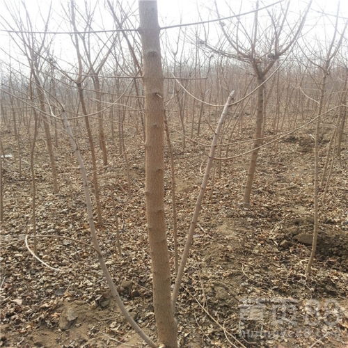 五角枫一亩地种植的种子用量