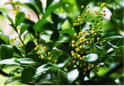米兰花烂根了怎么挽救？米兰花衰弱了如何恢复生机