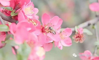 海棠花怎么养才能使其开花繁茂，枝叶茂盛