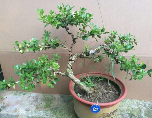 小叶黄杨的枝条造型