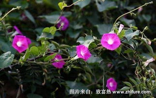 南北通用的草本多年花