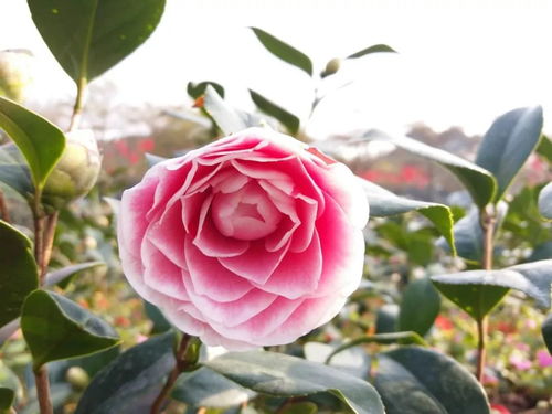 山茶花品种繁多，你知道都有哪些吗