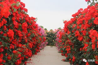 历史盛况， 再现眼前