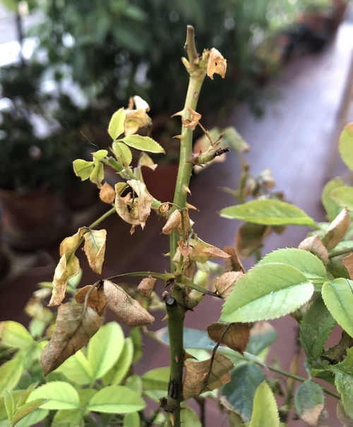 一、 月季黄叶新芽细长的原因