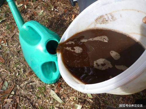 矾肥水制作：矾肥水怎么做