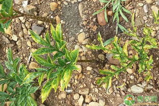 魔芋种植最适合使用哪种肥料？