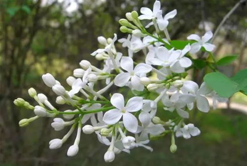 丁香花从播种到开花需要多长时间，春天开花期间有哪些生长特点