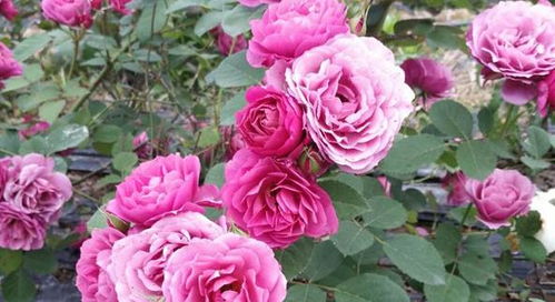 月季花的养护要点