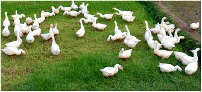 合理免疫，减少用药量