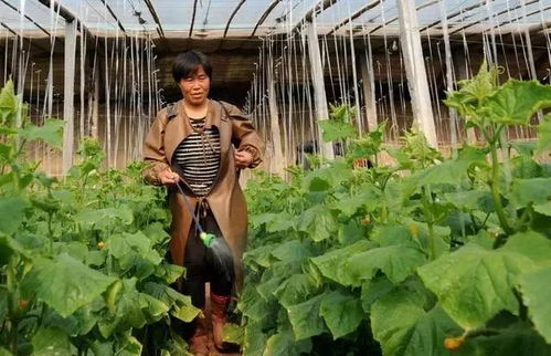 需肥时期与叶面肥