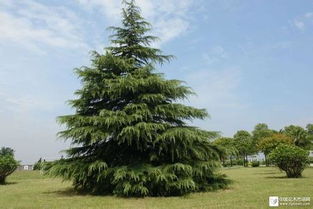 5米雪松的价格，多少才算合适？