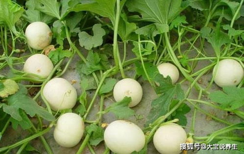 香瓜正季6-8月，夏季爆款香瓜上市！