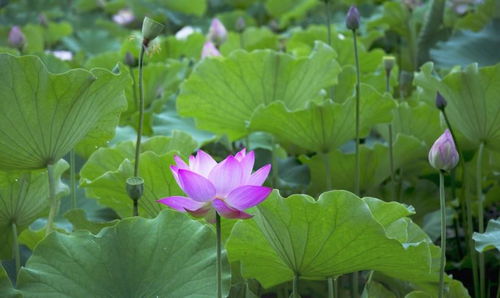 荷花几月开？夏季六月到九月都能赏