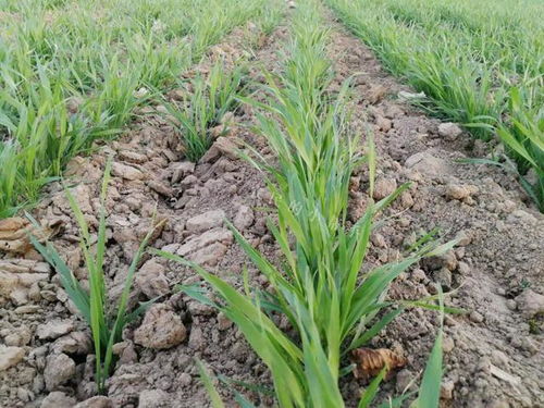除草剂用错， 别着急，有办法