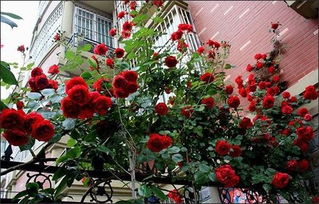 涵仙：早春的“好学生”