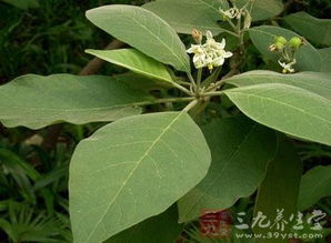 烟草叶斑病的危害与防治