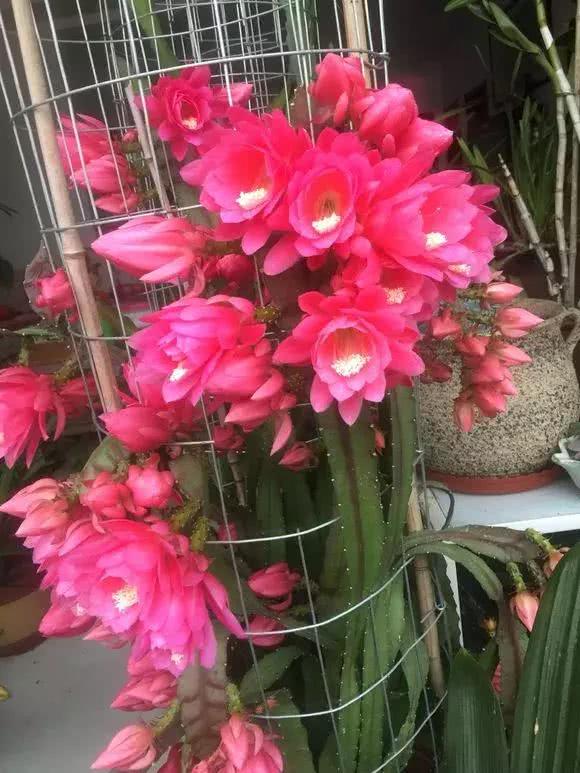 荷花修剪的小窍门，你get了吗？