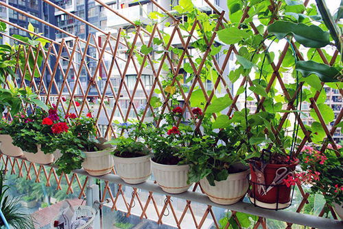 湿度：土壤湿度，要刚刚好