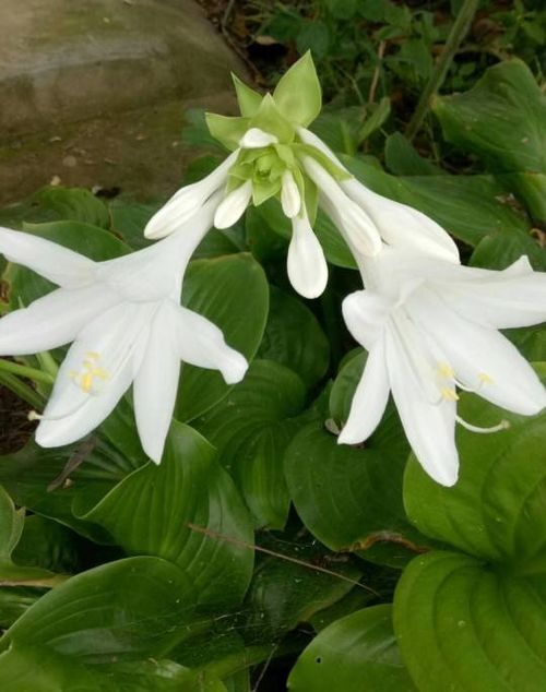 绣线菊：耐寒的北方佳品