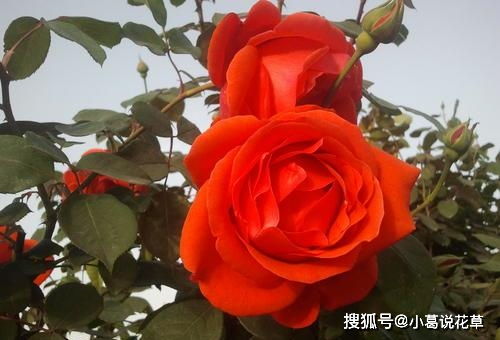 忻州月季，美不胜收