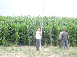 丽青贮1号玉米种子，高产优质青贮玉米新品种