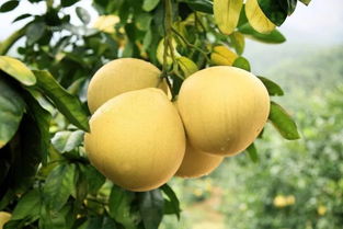 柚子树种子去哪儿找？