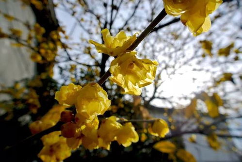 蜡梅的香气之谜