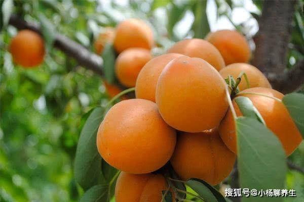 我和邻居老张的种植日记