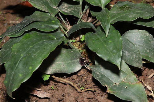 2. 果树苗的多样性