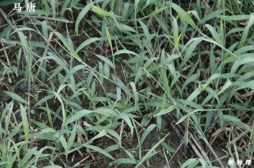 西瓜地种植哈密瓜前，能否使用除禾本科除草剂替代播种前的除草剂？