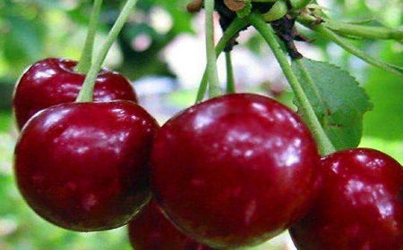 大樱桃种植：揭秘蕞佳播种时间