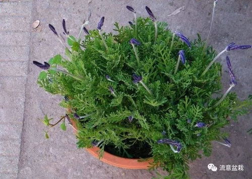 薰衣草无根？如何存活