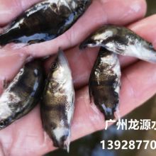 威海最大的饲料厂生产的冰冻饲料鱼质量如何？
