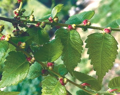 榉树家族：白榉与红榉，谁才是真英雄？