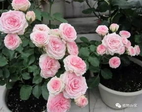 适度停肥控温，稳固开花状态