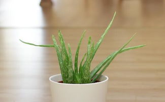 芦荟，草本还是木本？揭秘这神奇植物