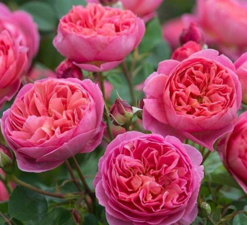 七彩玫瑰变月季：贪便宜的下场