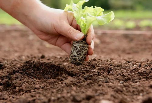 农药的神秘面纱