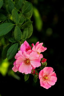 台风前的准备：搬家与修剪