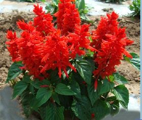 巴中地区的一串红盆栽价格