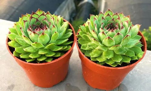 肉莲的养护之道：简单又有趣