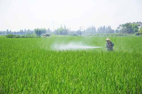 佛山小光农药厂的产品效果之谜