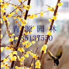 腊梅， 不仅仅是植物的名字