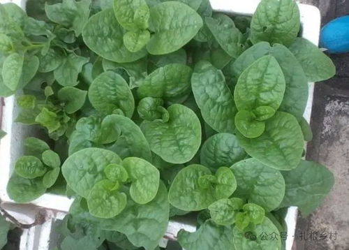 发芽快的3样菜，阳台种一盆，收获颇丰！