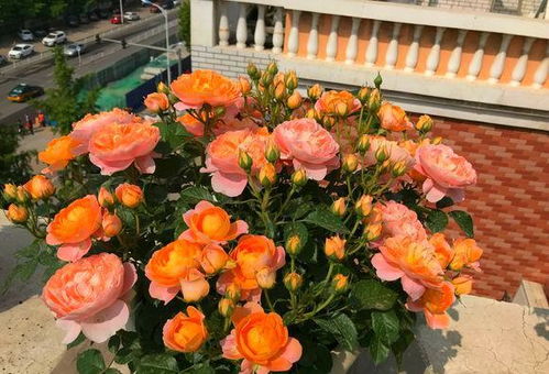 月季花的奥秘：荷兰特拉尼古拉月季公司