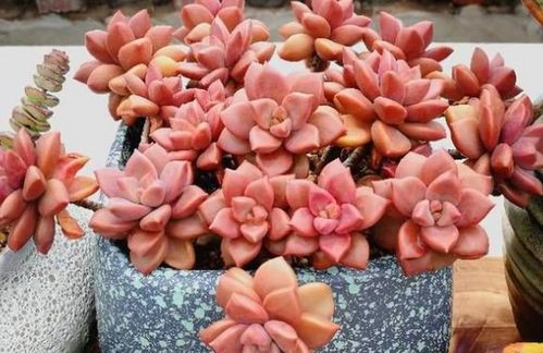 多肉养成老桩， 需要时间和耐心