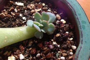 百菌清在多肉植物叶插上的使用