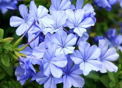 关键提醒：千万别学网红博主用陶粒铺面！去年测试组所yi呢烂根率达78%，普通松针覆盖反而省下15元材料费。